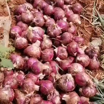 紫皮洋葱