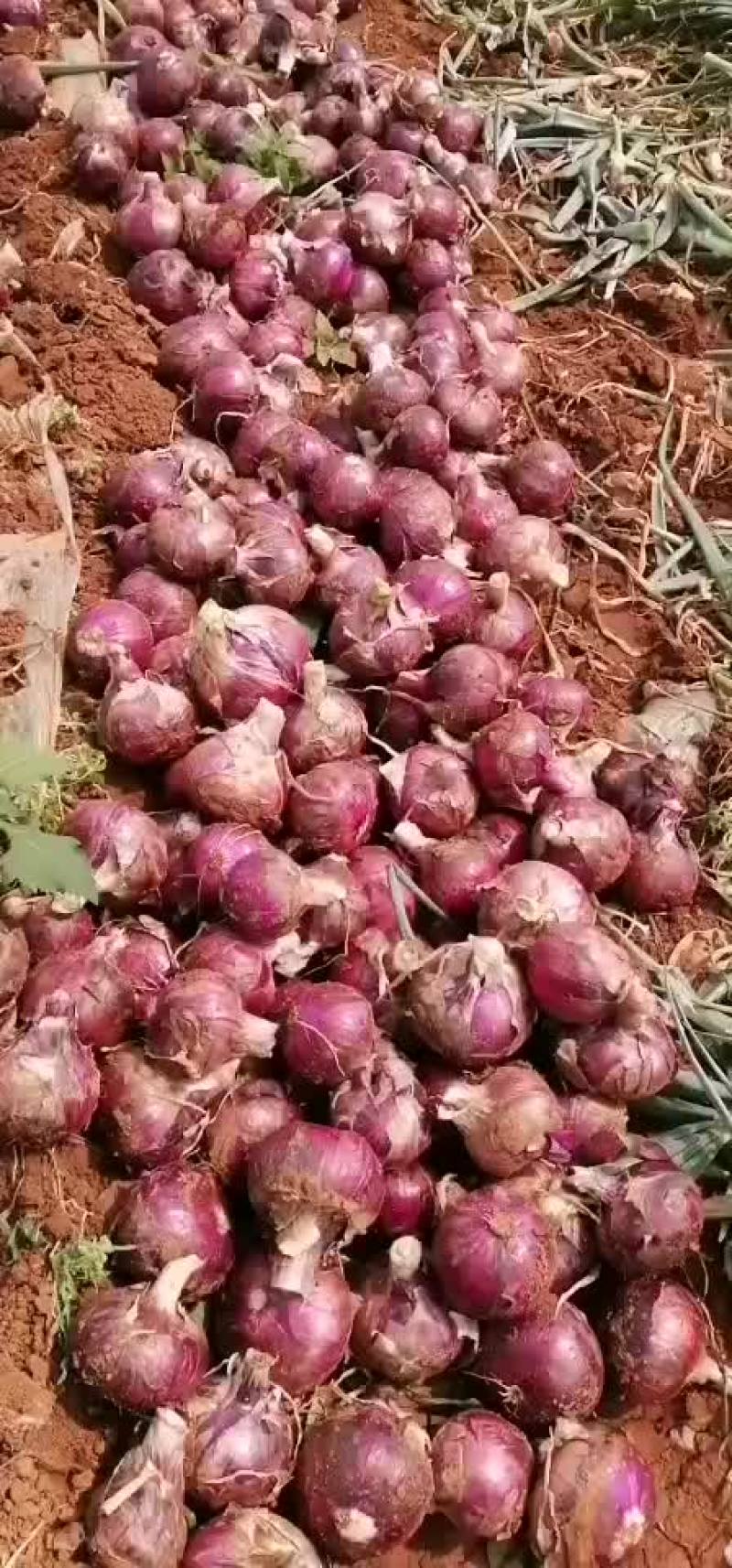 紫皮洋葱