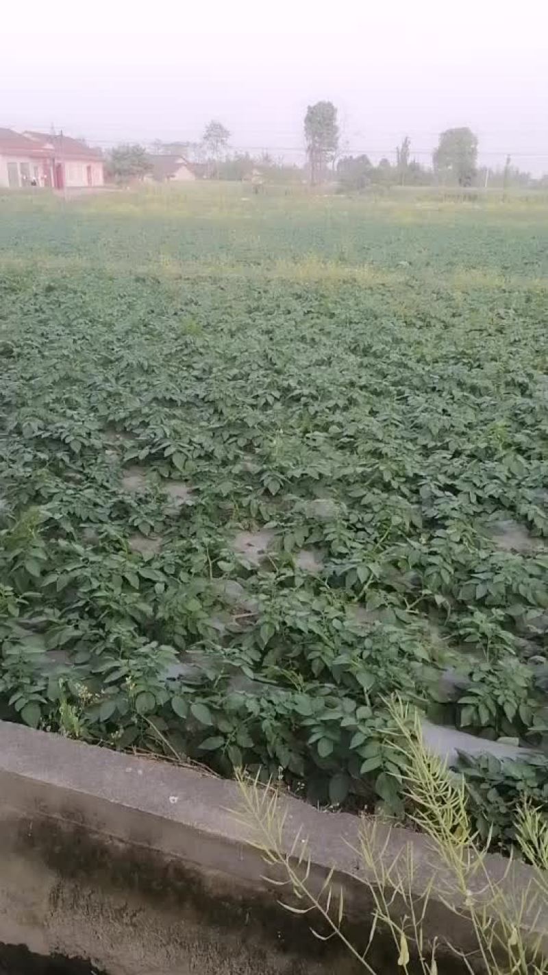 新鲜土豆
