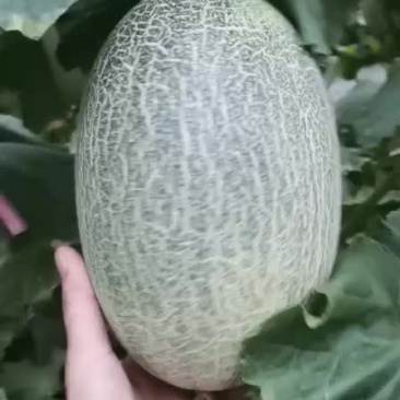 哈密瓜。。。。。。。。。。。。。