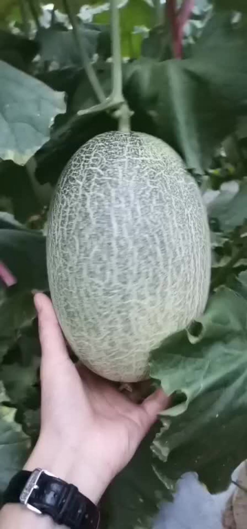 哈密瓜。。。。。。。。。。。。。