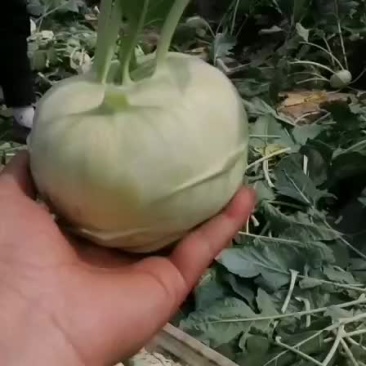 苤蓝