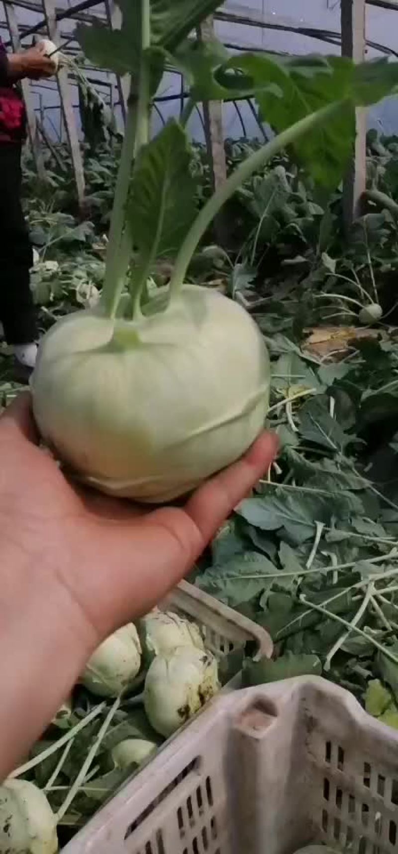 苤蓝