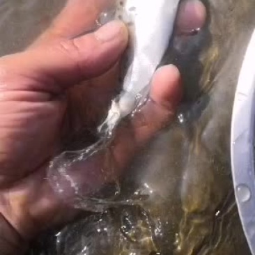 七星鲈鱼苗，人工孵化，量大价优。
