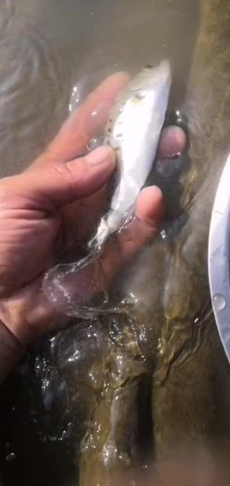 七星鲈鱼苗，人工孵化，量大价优。