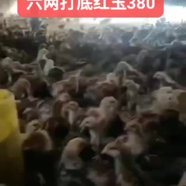 脱温红玉380鸡