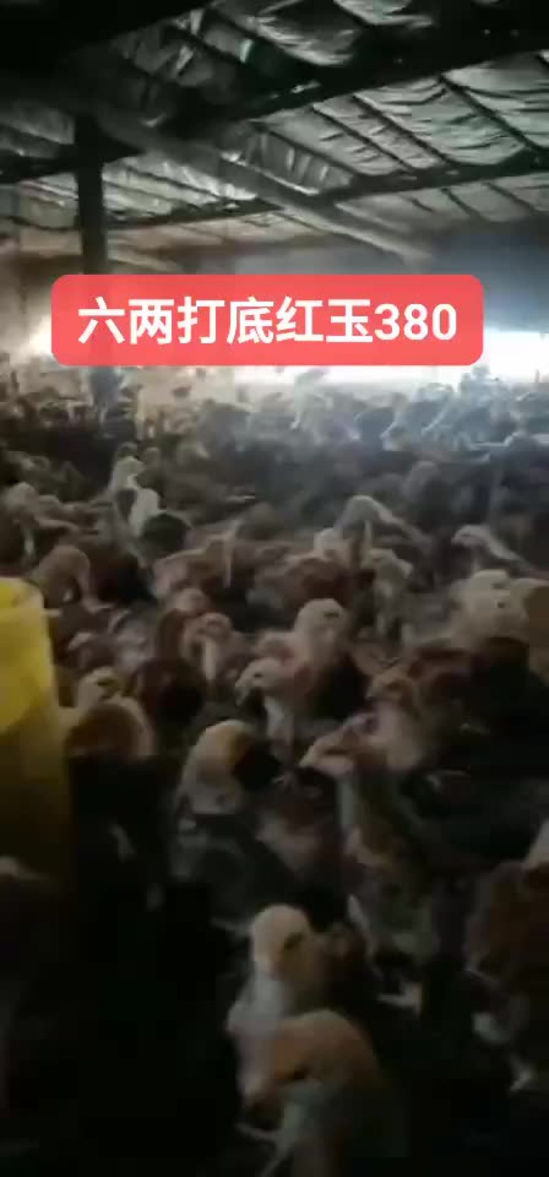 脱温红玉380鸡