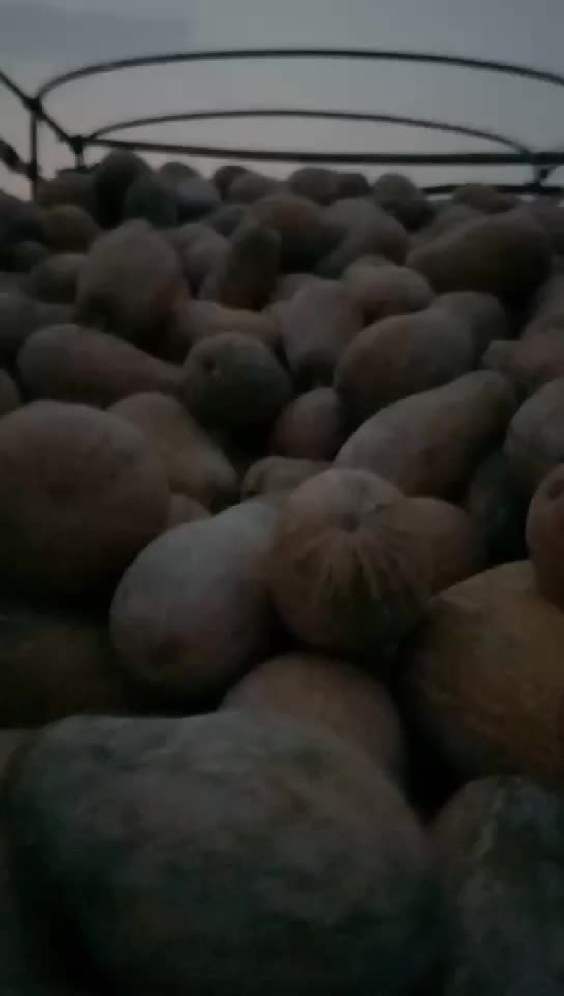 南瓜