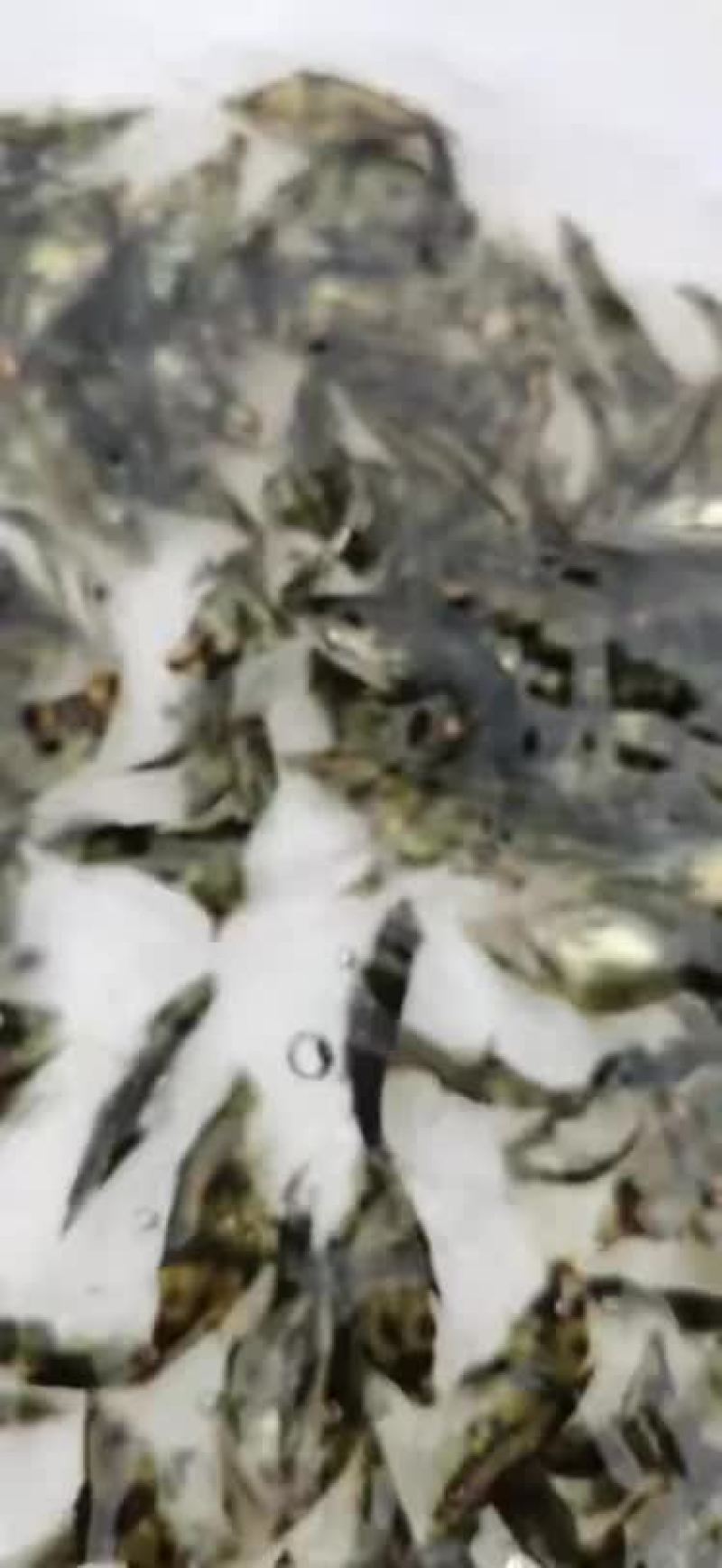 鳜鱼苗