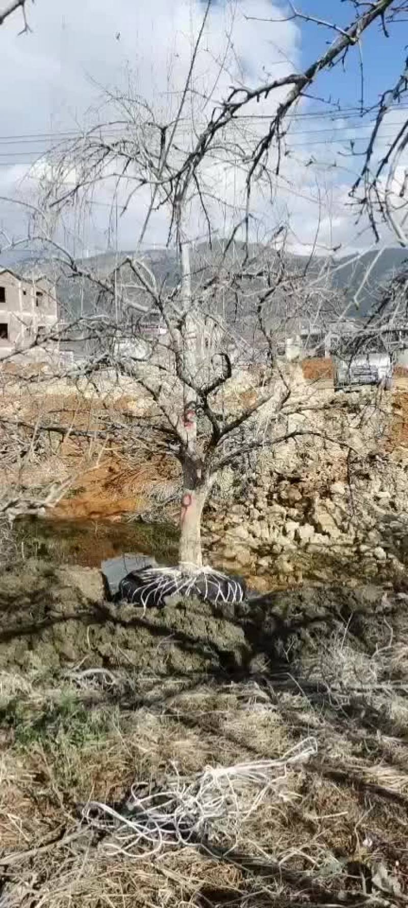 长期大量出售石榴树品种多早中晚熟的都有