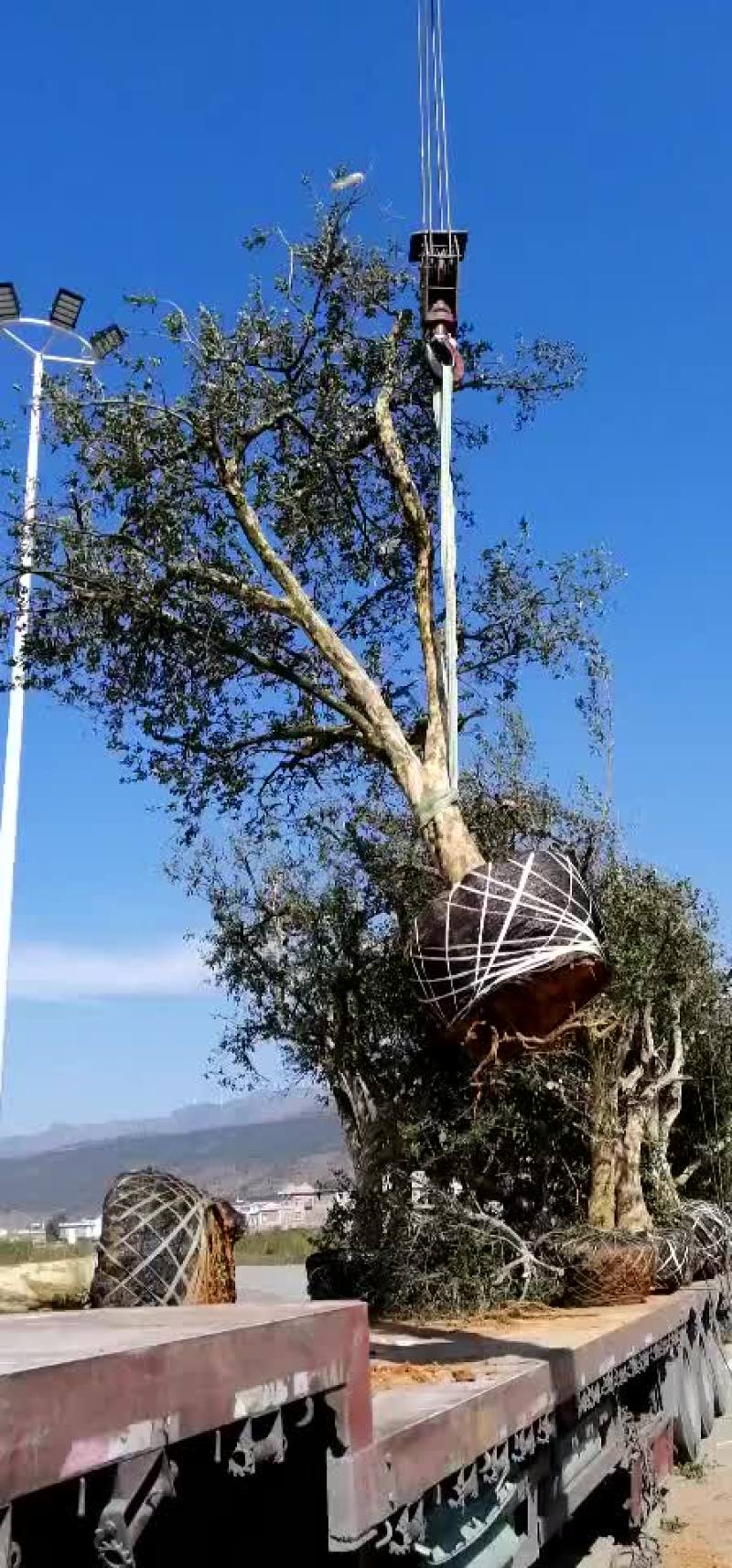 长期大量出售石榴树品种多早中晚熟的都有