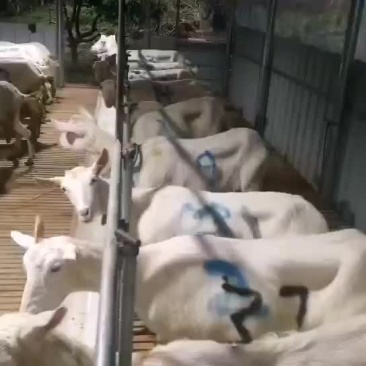 陕西富平奶山羊