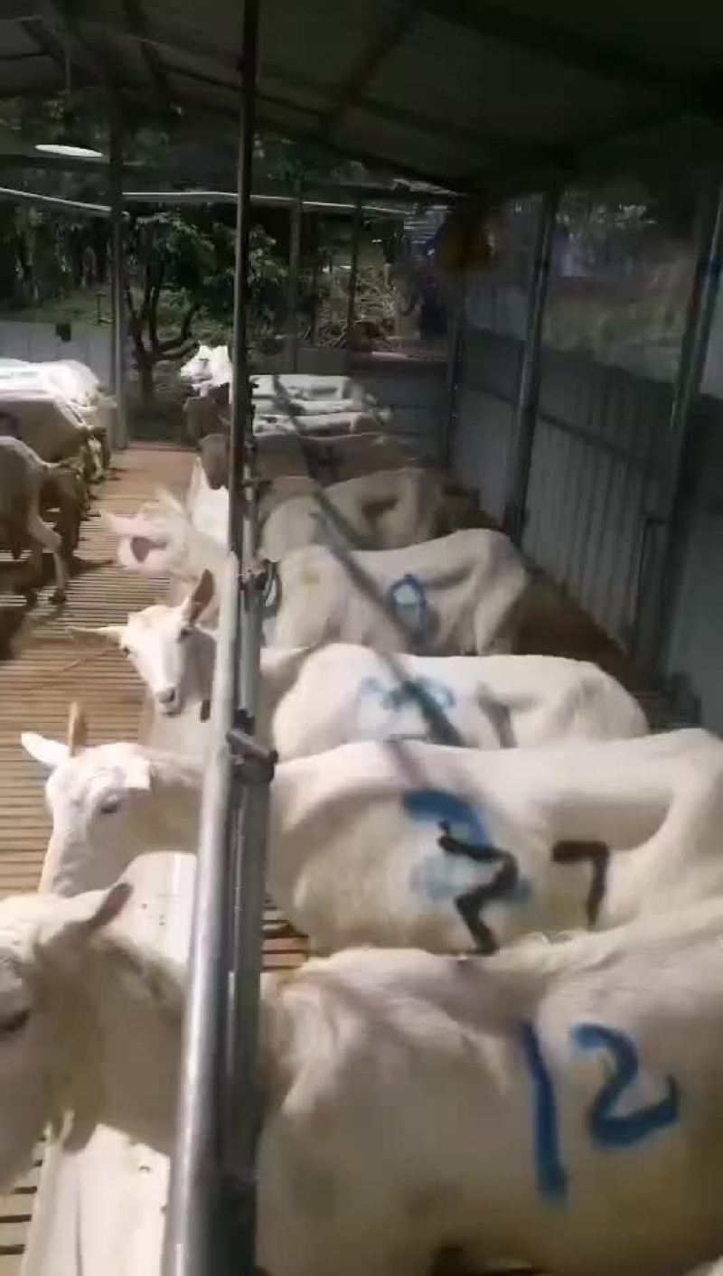 陕西富平奶山羊