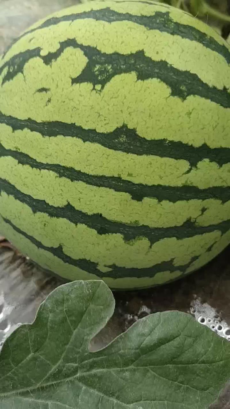 大量西瓜口感好