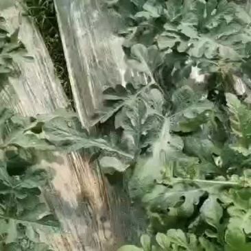 大量西瓜口感好