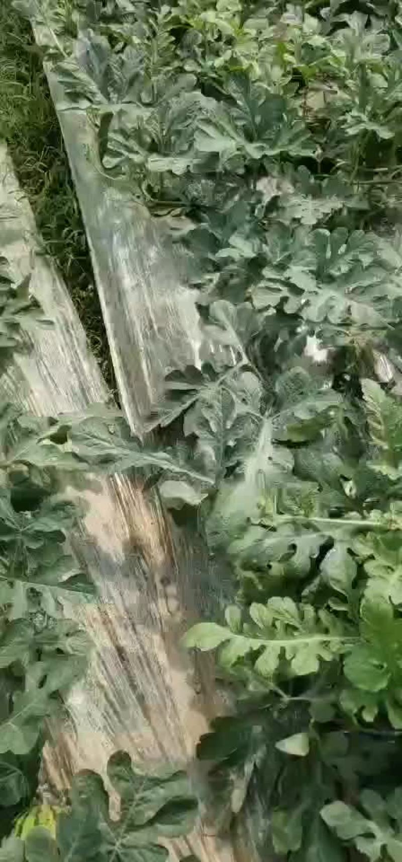 大量西瓜口感好