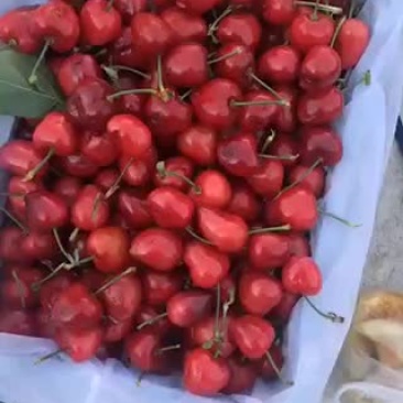 大连樱桃