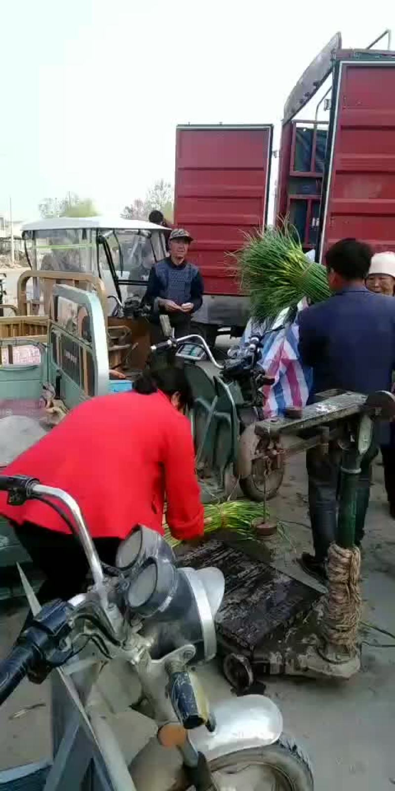蒜苔