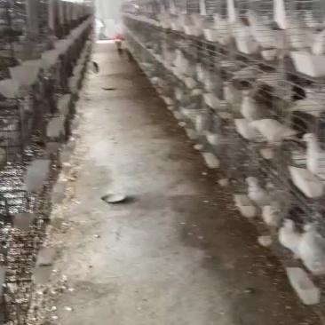 高品质商品鸽白羽王肉鸽乳鸽