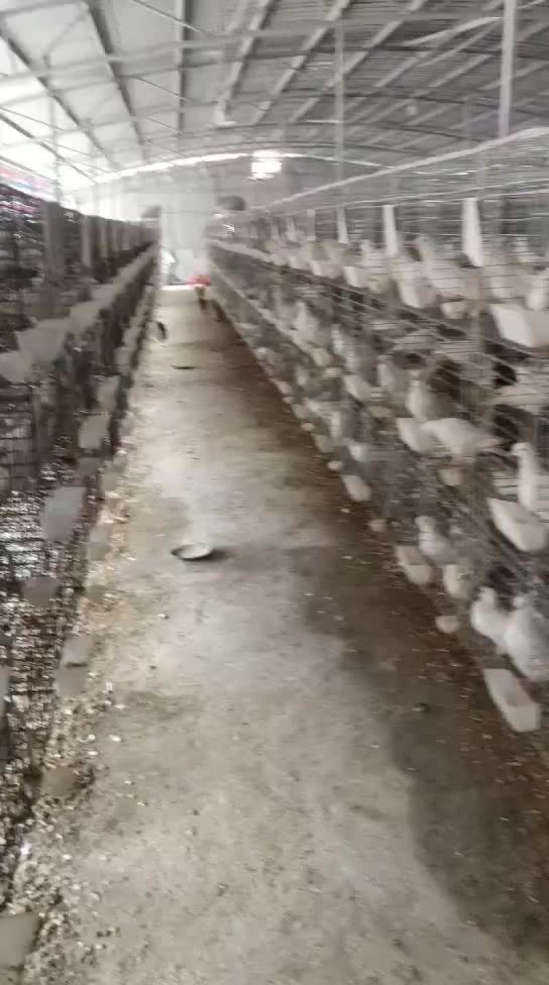 高品质商品鸽白羽王肉鸽乳鸽