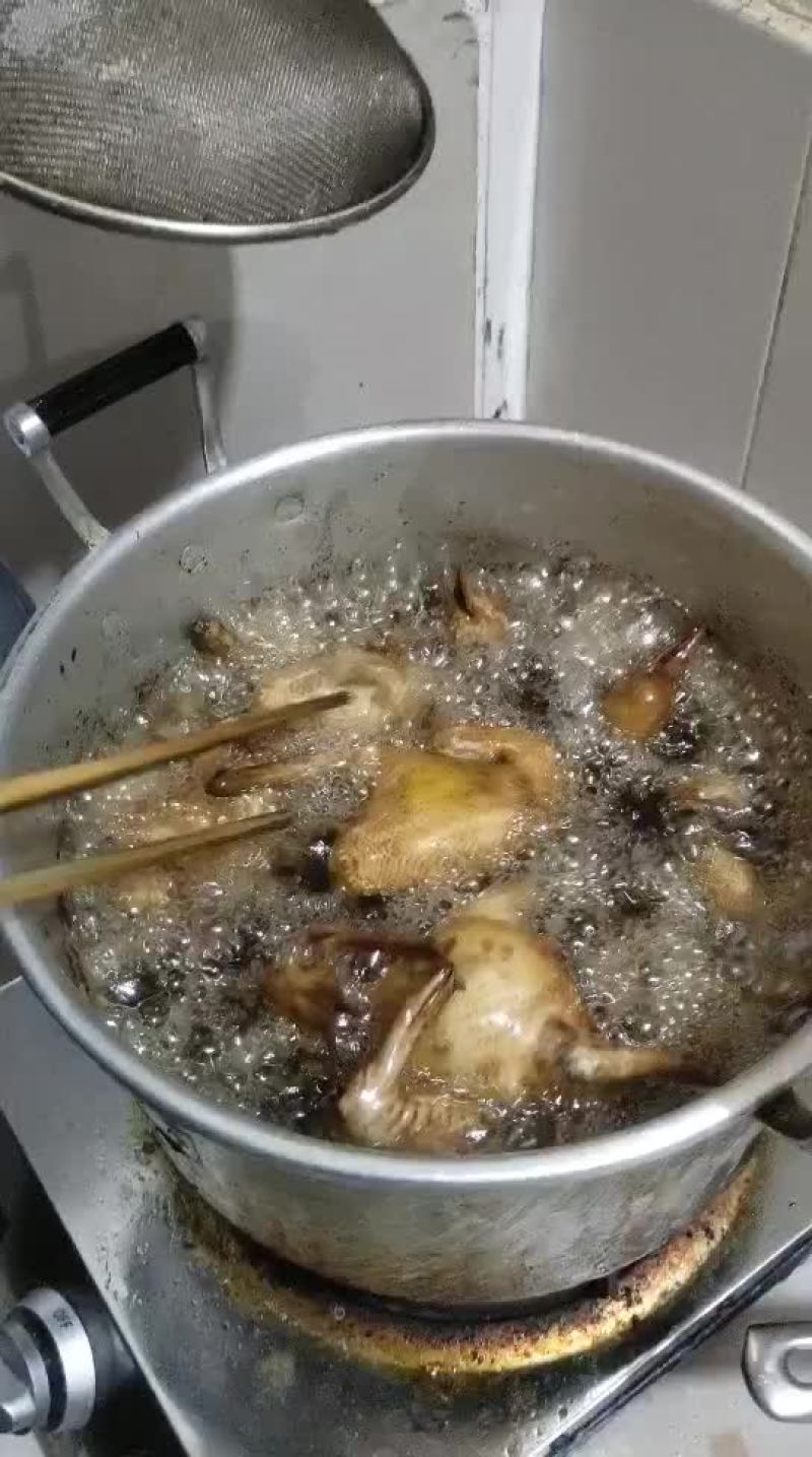 高品质商品鸽白羽王肉鸽乳鸽