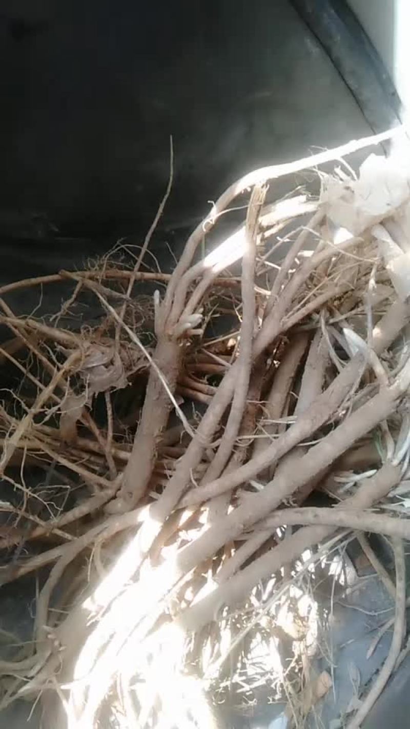 中药材黄芪
