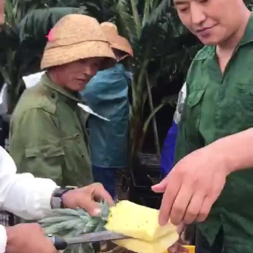徐闻菠萝