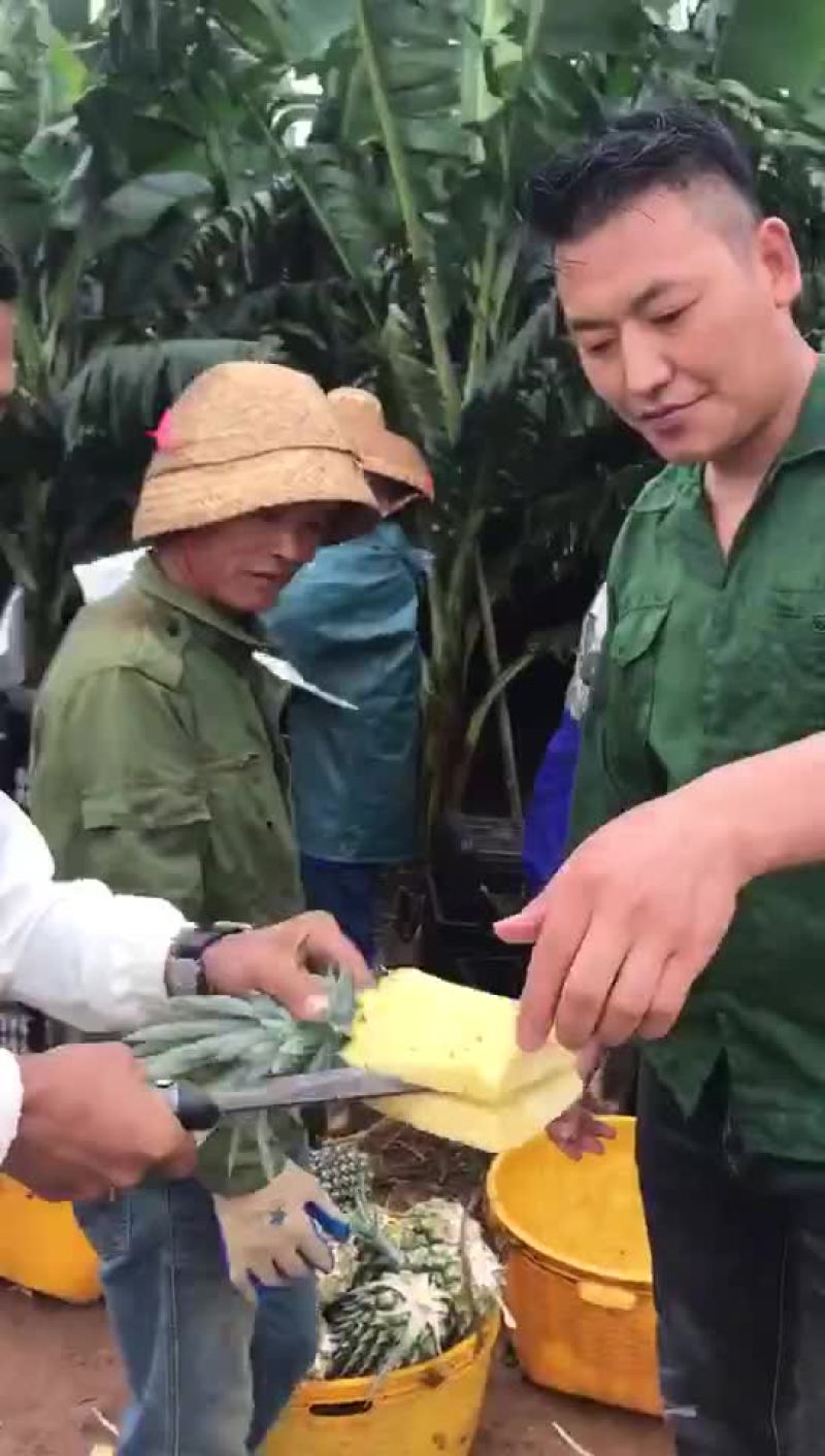 徐闻菠萝