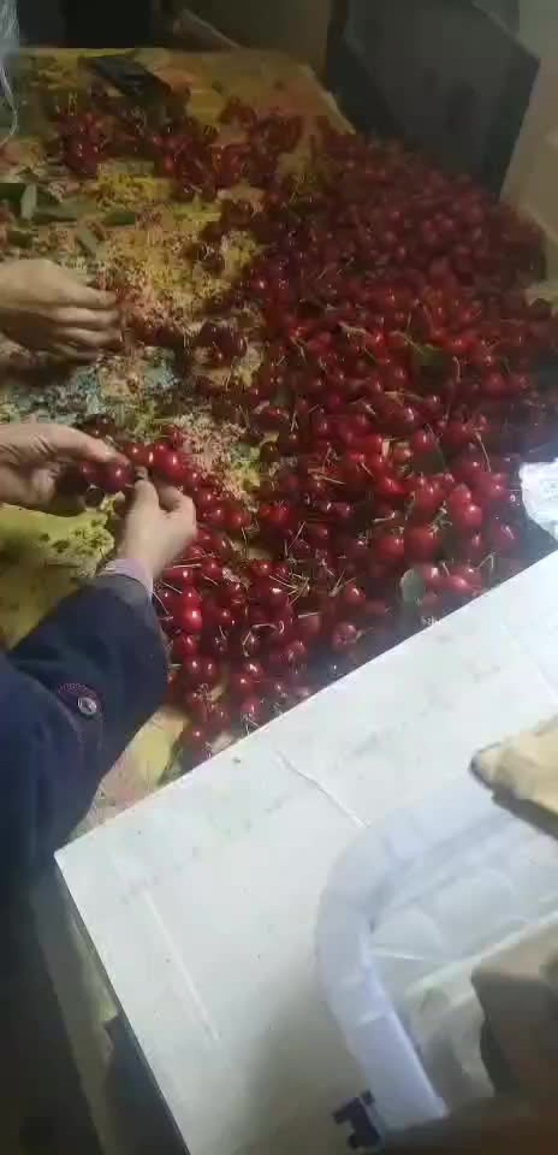 樱桃