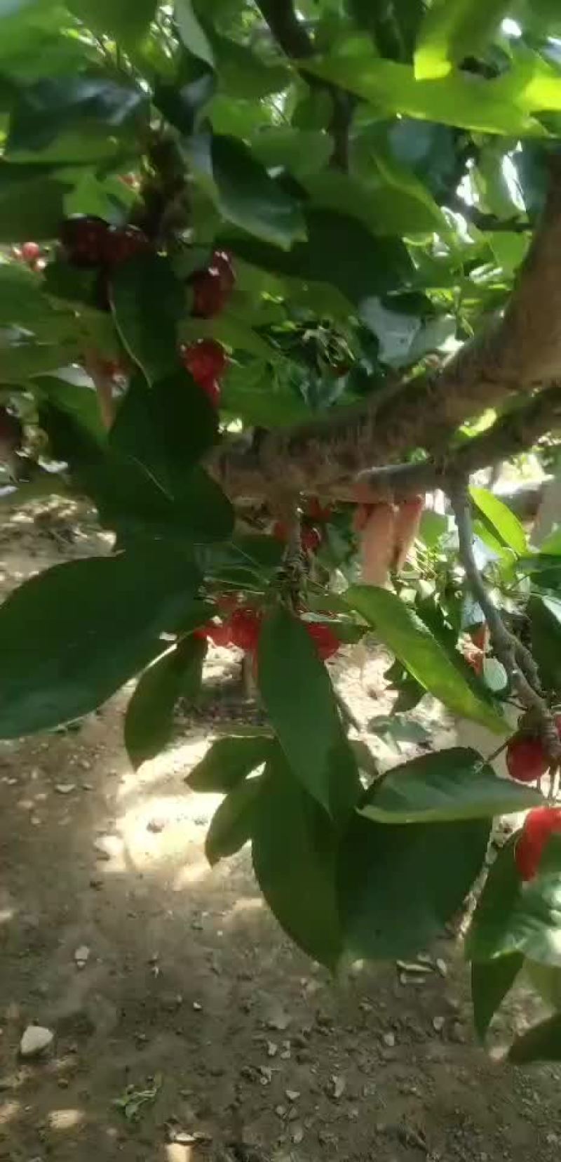 樱桃