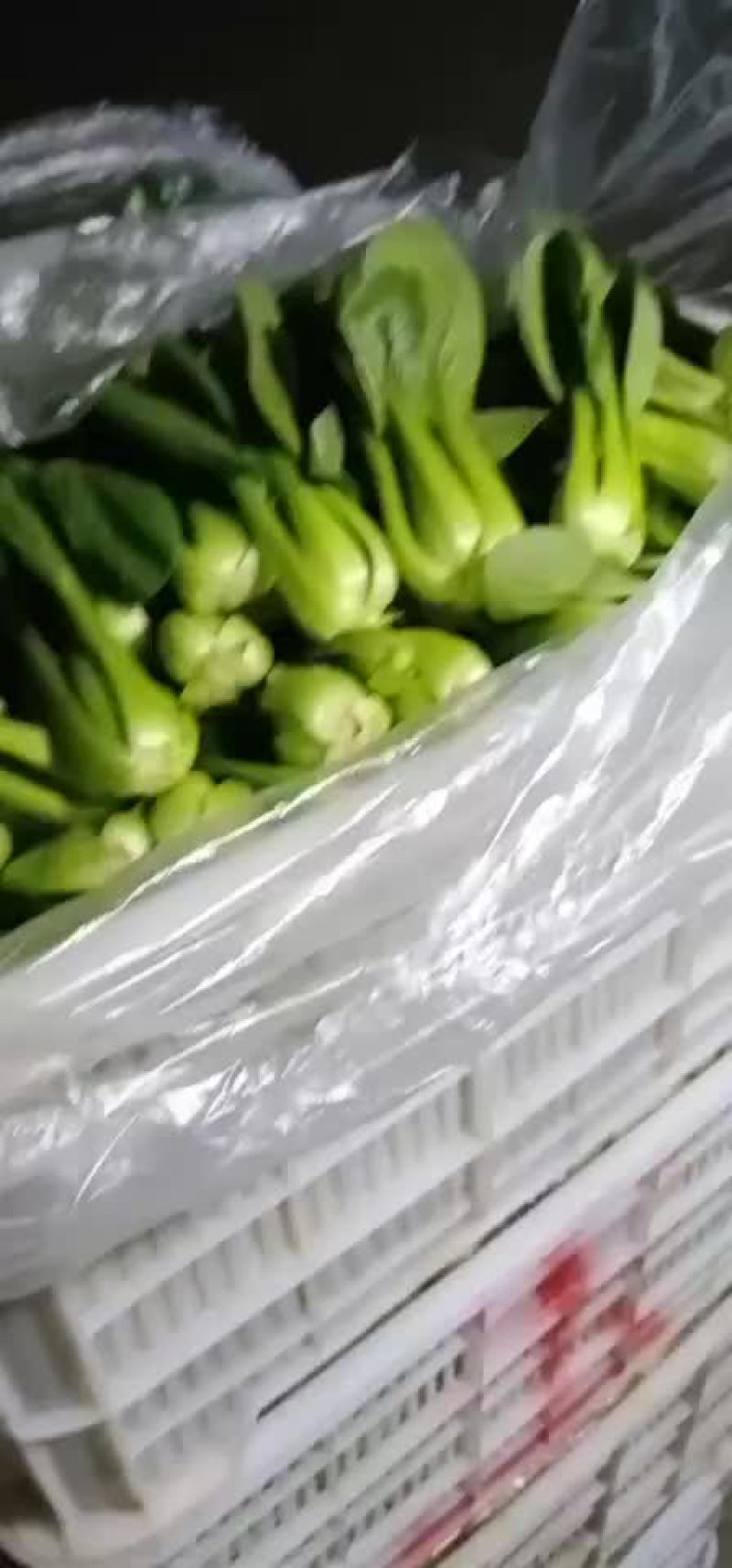 上海青