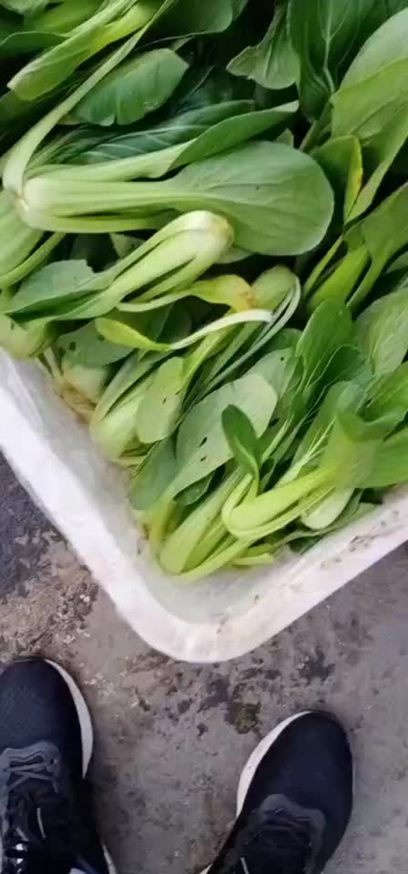 上海青