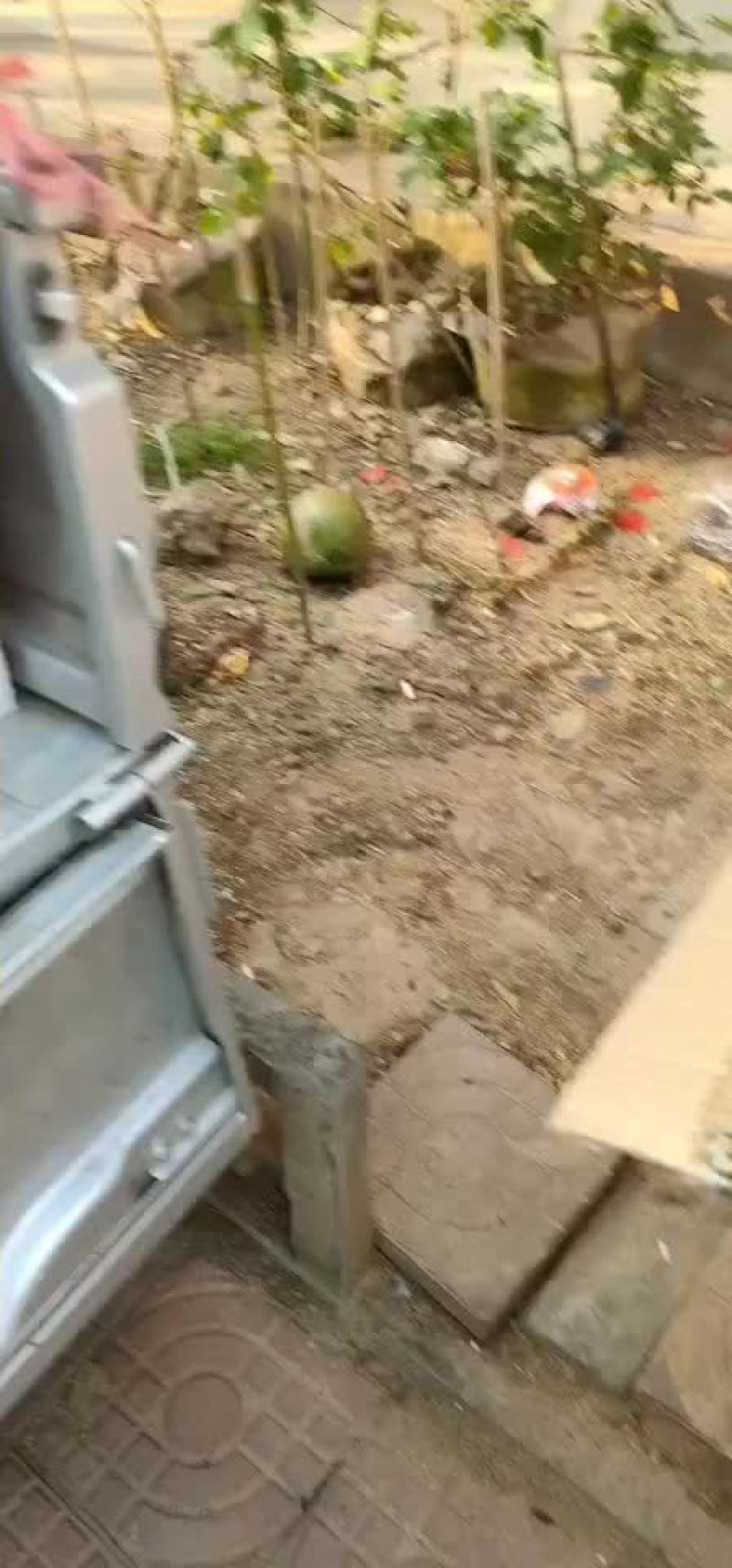不夜城芦荟