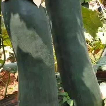 海南适合饭堂吊冬瓜长这个样子