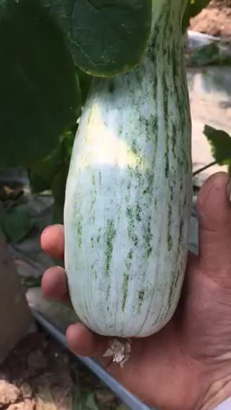 羊角密