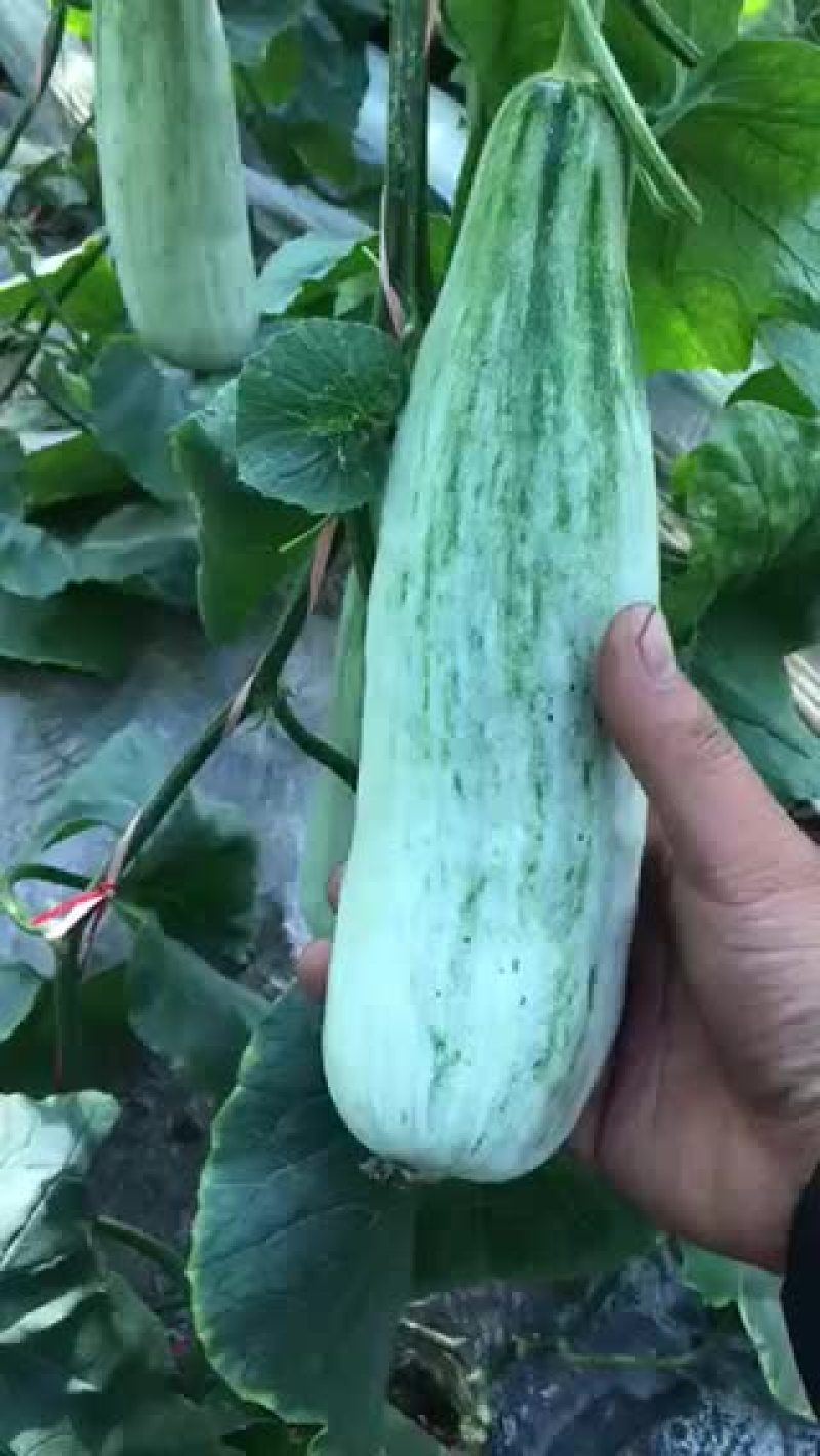 羊角密