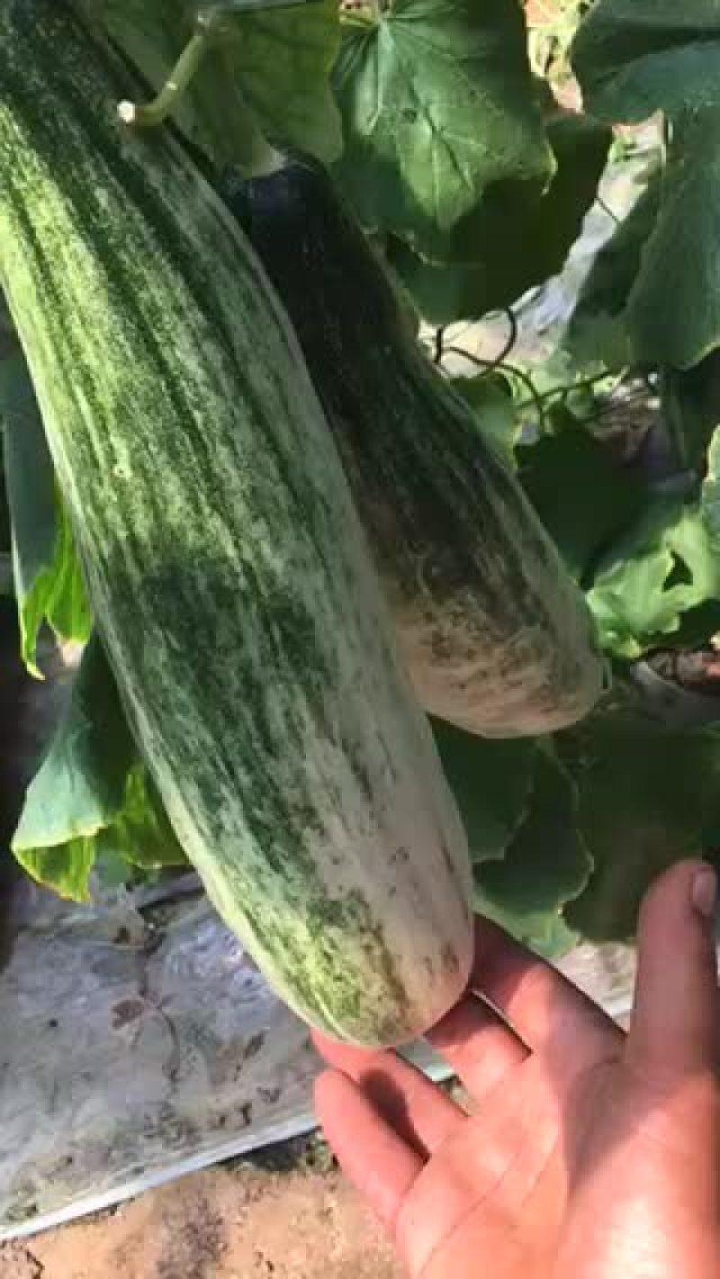 羊角密