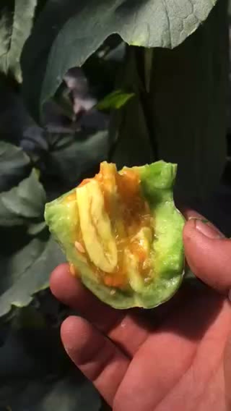 羊角密