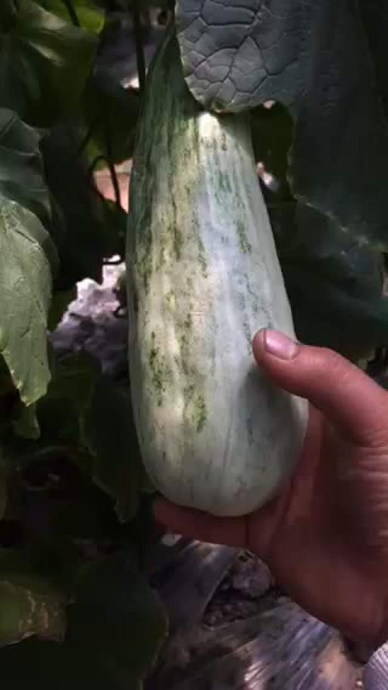 羊角密