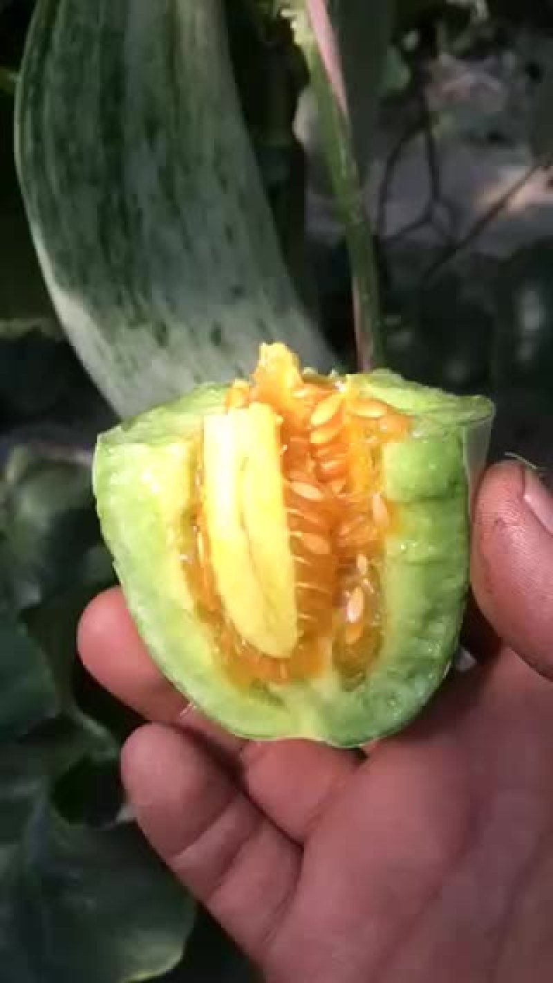 羊角密