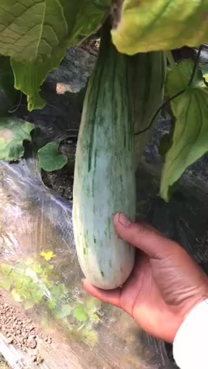 羊角密
