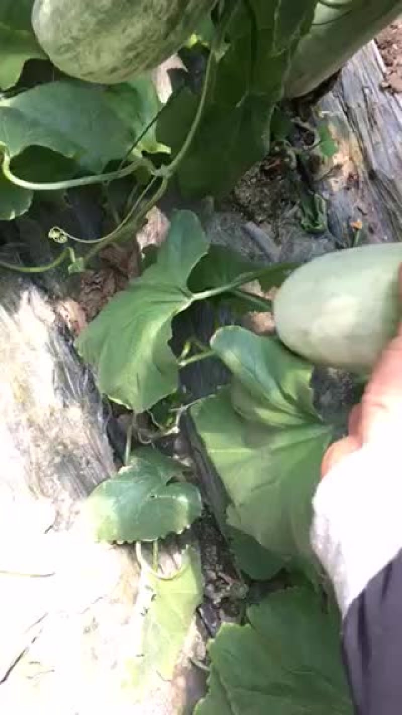 羊角密