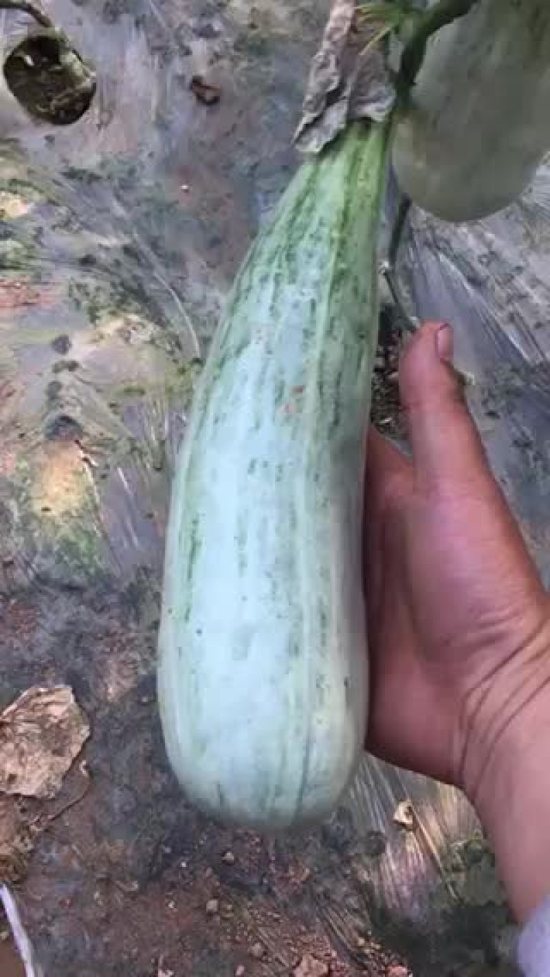 羊角密