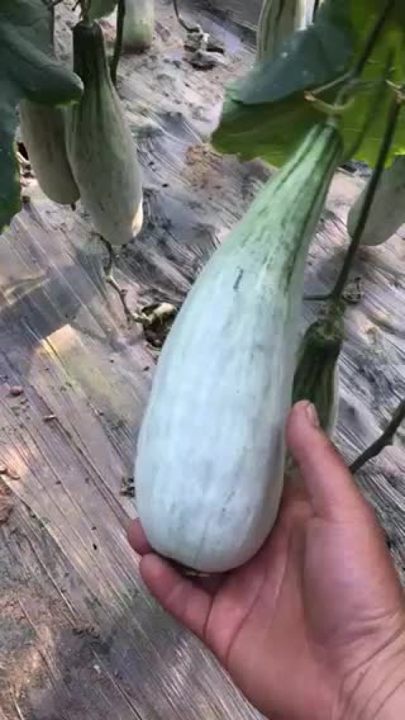 羊角密