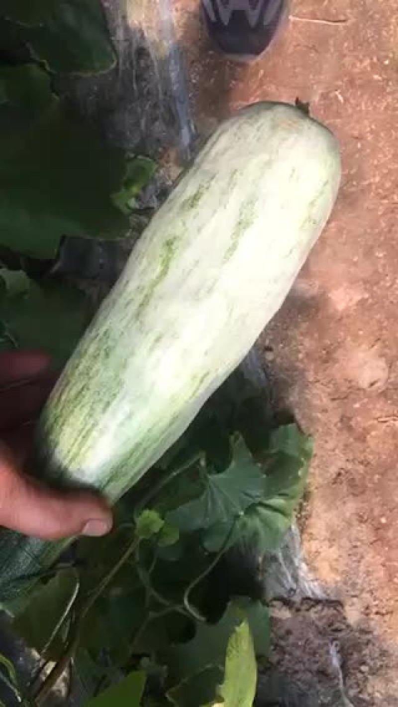 羊角密