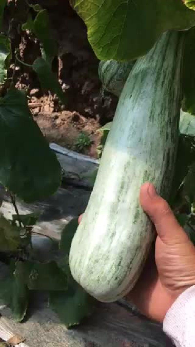 羊角密