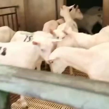 关中奶山羊