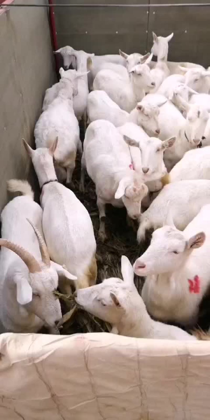 关中奶山羊