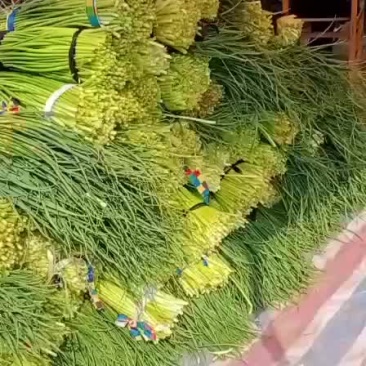 本地新鲜大蒜，蒜苔大量供应，品质保证全国发货，欢迎订购
