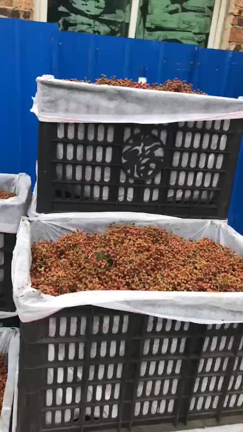 正宗陕西韩城大红袍又香又麻贵州甩卖之家商贸有限公司